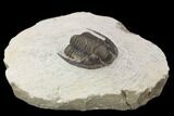 Bargain, Cornuproetus Trilobite Fossil - Morocco #119830-1